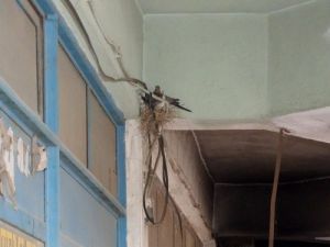 Binanın Tavan Arasında Duran Kuş Yuvası Şaşırtıyor