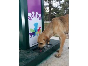 Nilüfer’in ‘sokak Hayvanları Beslenme Odakları’ Örnek Oldu