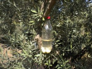 Söke'de Zeytin Sineğiyle Mücadele İçin Tuzaklar Kuruldu