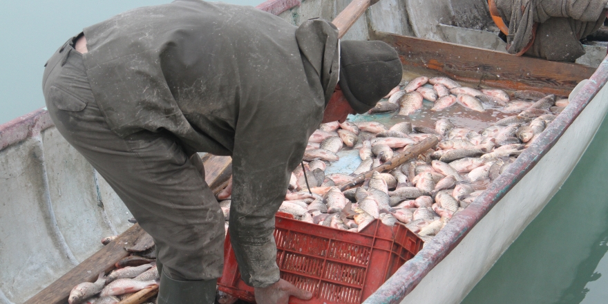 Çin sazanı balıkçıların yeni umudu oldu