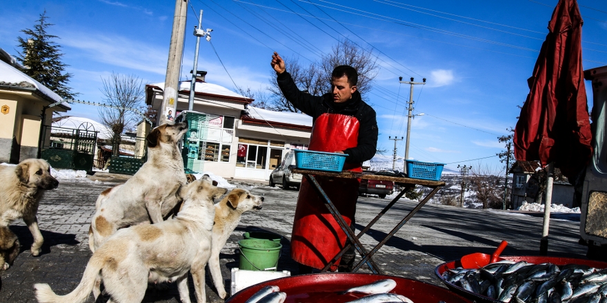 Sokak köpekleri seyyar balıkçının yolunu gözlüyor