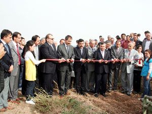Organik patates şenliği