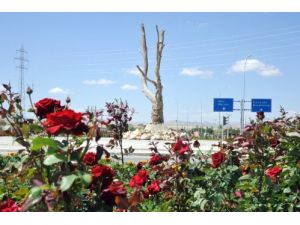 Belediye, Kavşağa Kurumuş Çınar Ağacı Dikti!