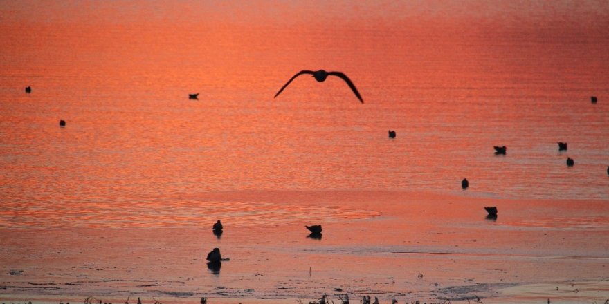 Konya’nın göllerinde su kuşu sayım çalışmaları tamamlandı