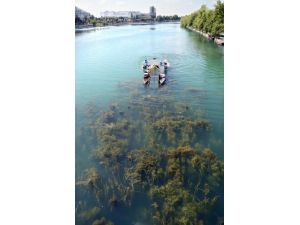 Seyhan Nehri Özel Araçlarla Temizleniyor