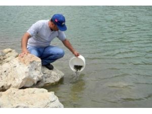 Hatay'da Göletlere 40 Bin Sazan Balığı Yavrusu Bırakıldı