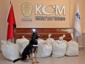 Zoro, Araca Sinen Kokudan Hareketle 153 Kilo Esrarı Buldu