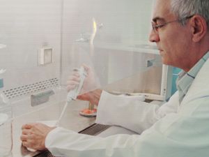 Domuz gribi her geçen gün güç kaybediyor