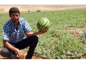 Çiftçi, Zam Şampiyonu Karpuza Gözü Gibi Bakıyor