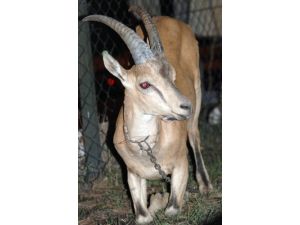 Nesli Tükenen Yaban Keçisi Yaralı Olarak Bulundu