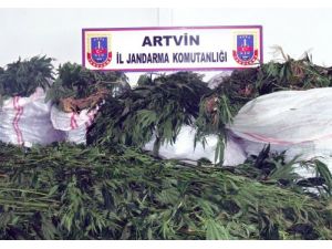 Artvin'de Bin Kök Hint Keneviri Ele Geçirildi