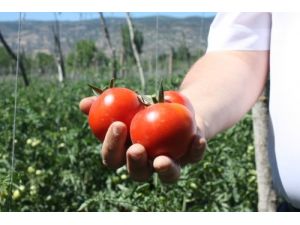 Kazova’da Domates Hasadı Moralsiz Başladı