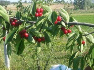 Taşıma Suyla Kiraz Üretip İhraç Ettiler