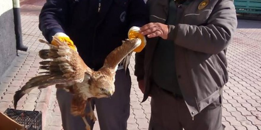 Konya’da yaralı bulunan şahin koruma altında