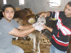 Kurban alırken dikkatli olun
