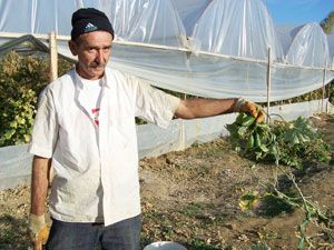 Alıcı çıkmayınca salatalıkları imha ediyor
