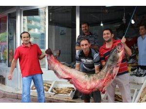 Samsun'da Yakalanan 150 Kilogram Ağırlığındaki Yayın Balığı İlgi Odağı Oldu