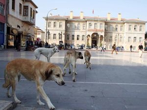 ‘Başıboş tehlikesi’ şehrin göbeğine kadar indi