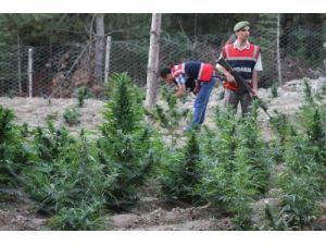 Jandarma 'Yol'da 237 Kilo Esrar Buldu