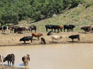 Seydişehir'de şap hastalığı