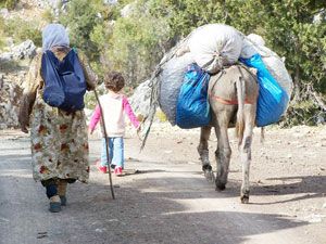 Dağ armudu için çileli yolculuk