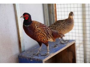 Yamanlar Dağı'na Keklik Ve Sülün Salınacak