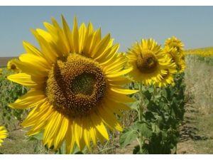 Bitlis’te Ayçiçeği Ekimi Yaygınlaşıyor: 4 Bin 500 Rekolte Bekleniyor