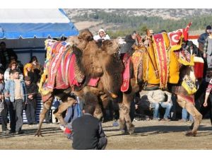 Deve Güreşleri Tarihleri Belirlendi