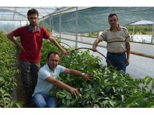Marim, Ürettiği Fidanlar İle Kaliteli Ceviz Üretimi Sağlayacak