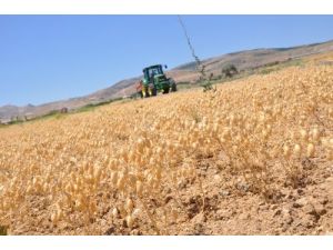 Nohut Hasadında Biçerdöver Bereketi
