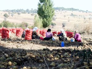 Konya Ovası’nda patates atağı