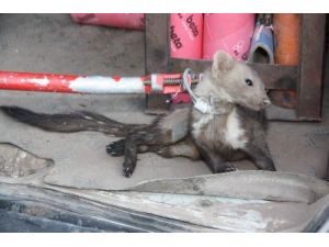 Aksaray’da Sansar Operasyonu