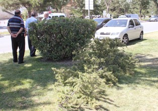 Ağacın altında kaldı!