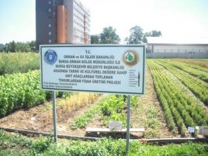 Klonlanan Çınarlar Yeşermeye Başladı