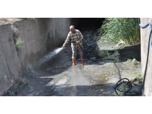 Dere Kokusuna İlaçlı Çözüm