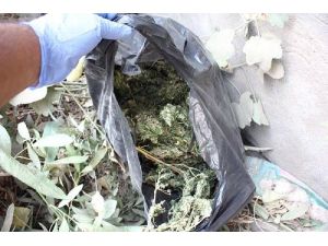 Muş’ta 26 Bin 600 Kök Hint Keneviri Ele Geçirildi