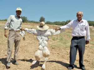 Devletin Koruduğu Domuzlar Çivril’in Köylerinde Tarlada Mahsul Bırakmıyor