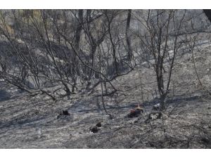 Bin Hektarlık Alanda Etkili Olan Yangın Kısmen Kontrol Altına Alındı