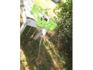 Ayağı Kırılan Yavru Leyleğe Operasyon