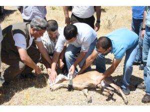 Yaban Keçisi Artık Elektronik Tasma İle Dolaşacak