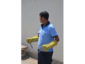 Eve Giren Yılanı İtfaiye Ekibi Yakaladı