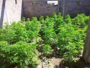 Jandarma, Ahırda 192 Kök Kenevir Ele Geçirdi