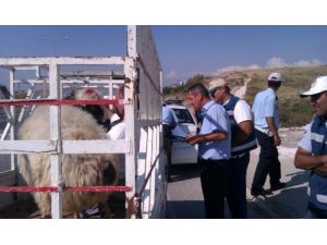 Hatay'da Kaçak Ve Küpesiz Hayvan Denetimleri Artırıldı