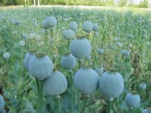 Haşhaş kapsülü alımları başladı