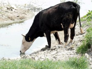 Kuraklıkla mücadele için "az su tüketen hayvan" önerisi