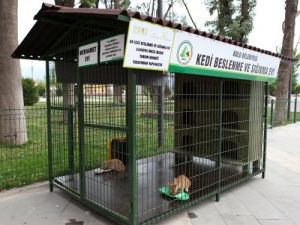 Bolu'da Kediler İçin Bir Ev Daha Hizmete Girdi