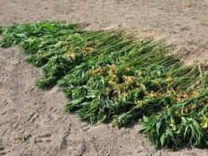 Bin 500 kök hint keneviri ele geçirildi