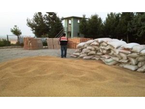 Buğdayların İçerisine Gizlenmiş 90 Bin Paket Kaçak Sigara Ele Geçirildi