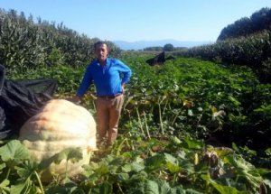 350 kiloluk kabak yetiştirdi