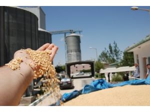 Son Yılların En Verimli Hasat Dönemi Yaşandı